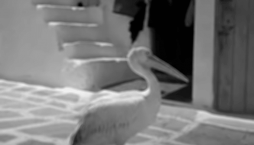 The Incredible Story Behind Peter the Pelican – Mykonos Mascot
