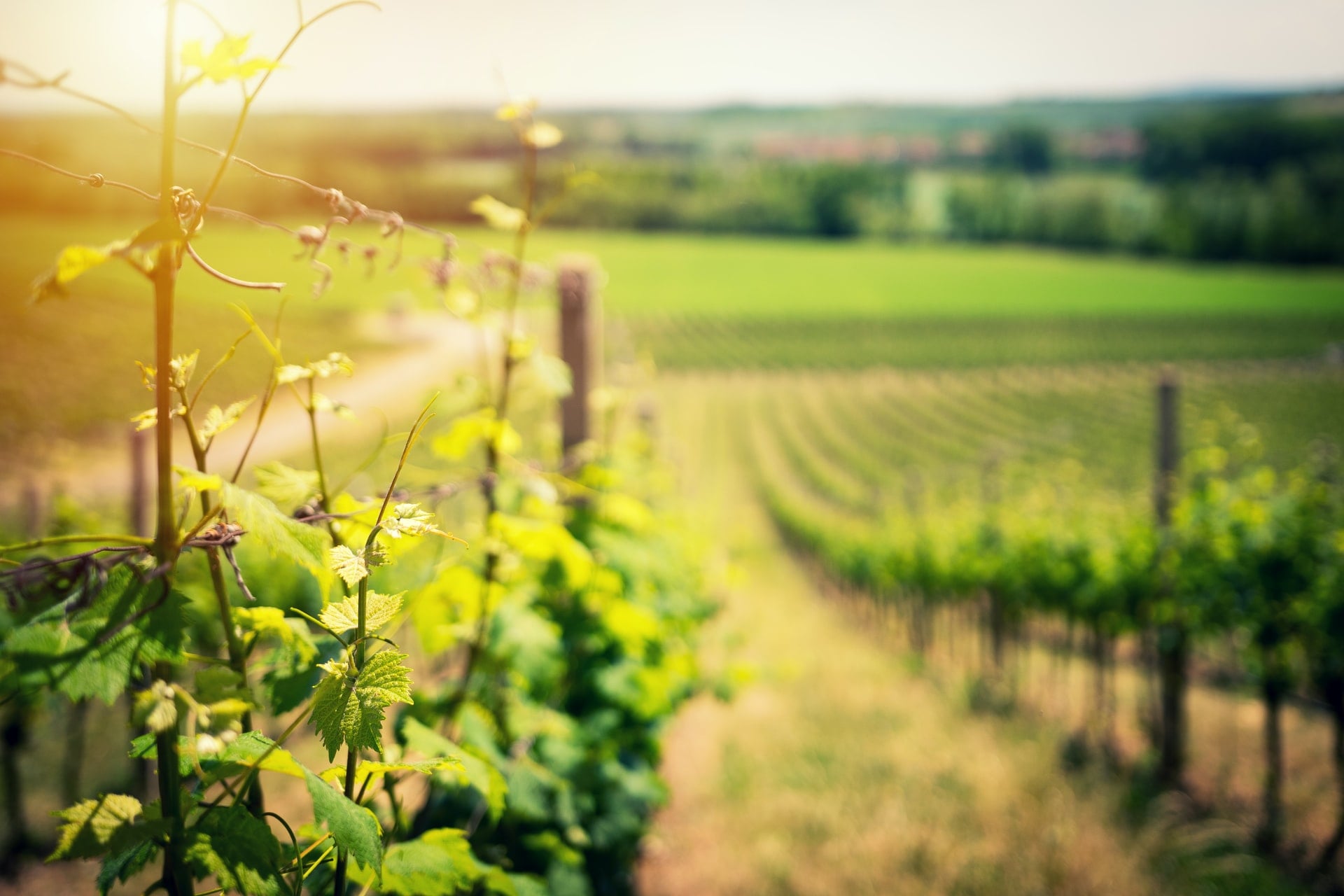 tuscany-wine-growing-areas-min