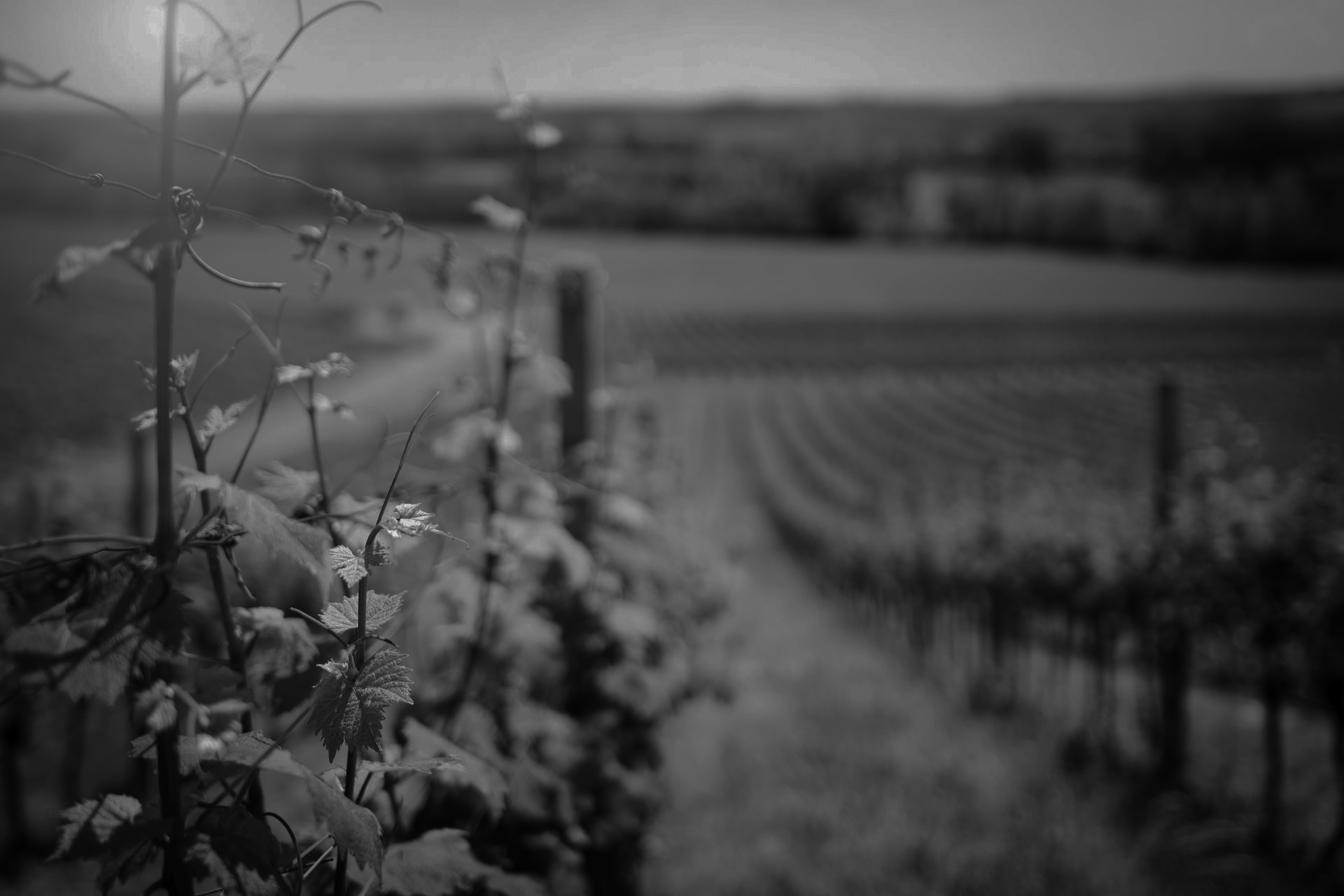 Tuscany Wine Producing