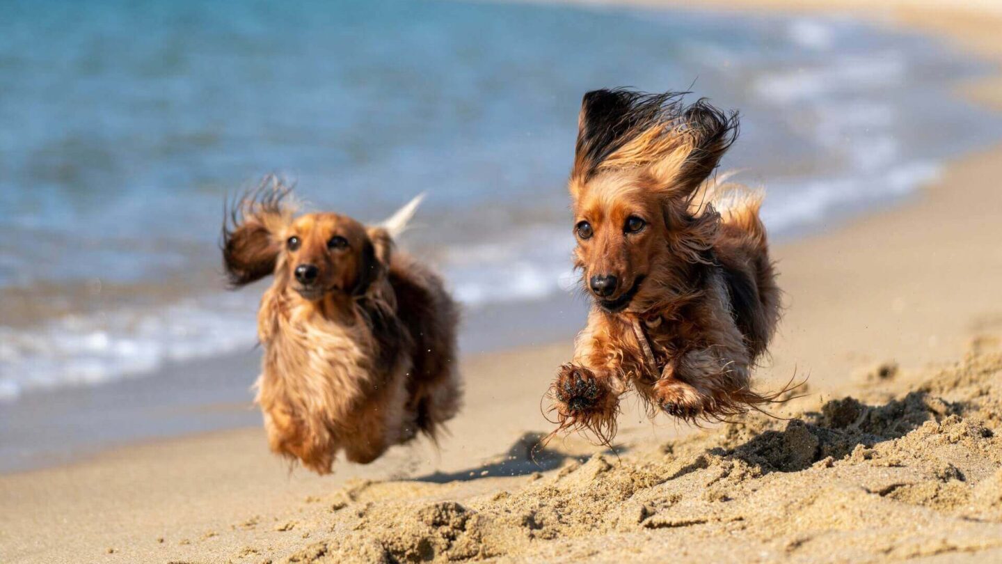 dogs_tuscany_beach