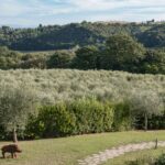 Casale Falecine Castelfalfi Tuscany